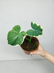 Alocasia Mickey Mouse / Xanthosoma Variegata