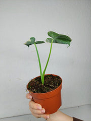 Alocasia Mickey Mouse / Xanthosoma Variegata