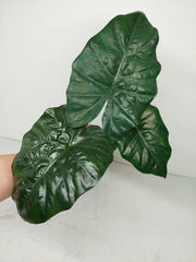 Alocasia Yucatan Princess