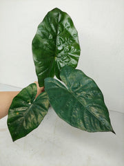 Alocasia Yucatan Princess