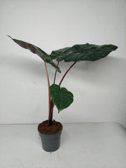 Alocasia Yucatan Princess