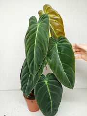 Philodendron Melanochrysum