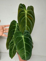 Philodendron Melanochrysum