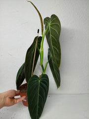 Philodendron Melanochrysum
