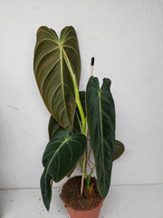 Philodendron Melanochrysum