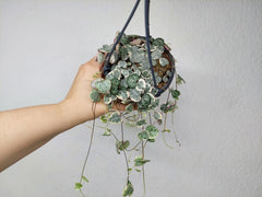 String of Hearts Variegata