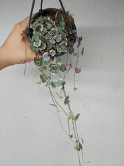 String of Hearts Variegata