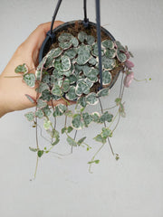 String of Hearts Variegata