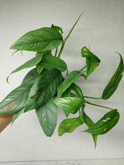 Epipremnum Cebu Blue