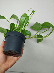 Epipremnum Cebu Blue