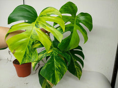 Monstera Aurea Stecklinge