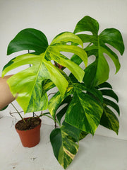Monstera Aurea Stecklinge