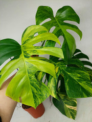 Monstera Aurea Stecklinge