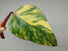 Philodendron Strawberry Shake Steckling