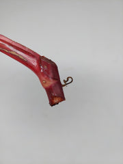 Philodendron Strawberry Shake Steckling