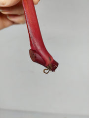 Philodendron Strawberry Shake Steckling