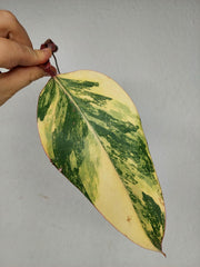 Philodendron Strawberry Shake Steckling