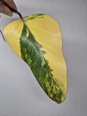 Philodendron Strawberry Shake Steckling