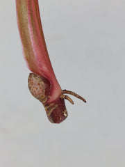 Philodendron Strawberry Shake Steckling