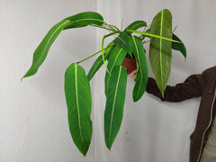 Philodendron Heterocraspedon