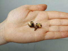 Alocasia Regal Shield (Rhizom / Bulbe)