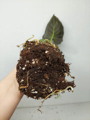 Alocasia Regal Shield (Rhizom / Bulbe)