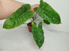 Sad Plants