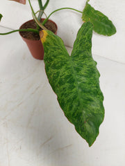 Sad Plants
