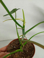 Sad Plants