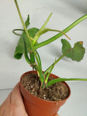 Sad Plants