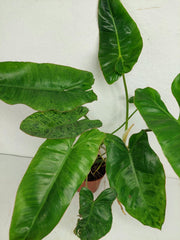 Sad Plants