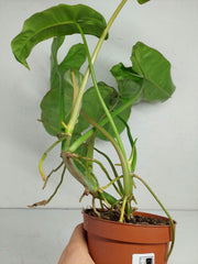 Sad Plants