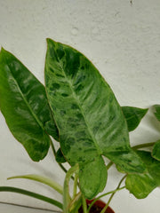 Sad Plants