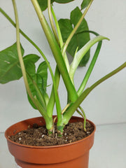 Sad Plants