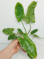 Sad Plants