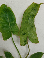 Sad Plants