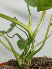 Sad Plants