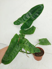 Sad Plants