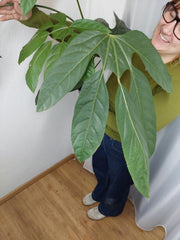 Trevesia Burckii
