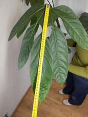 Trevesia Burckii