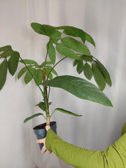 Trevesia Burckii
