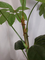 Trevesia Burckii