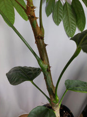 Trevesia Burckii