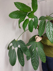 Trevesia Burckii