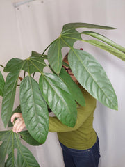 Trevesia Burckii