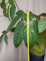 Trevesia Burckii