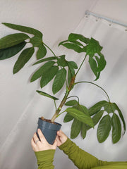 Trevesia Burckii