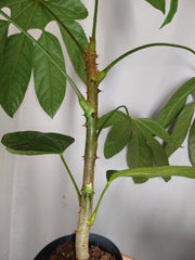 Trevesia Burckii