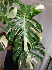 Monstera Thai Constellation XXL