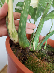 Monstera Thai Constellation XXL